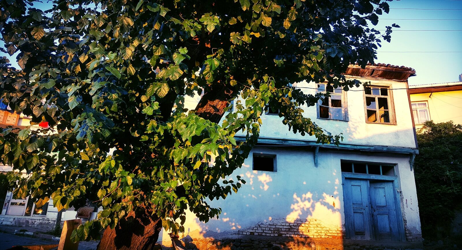 a house with a tree in front of it